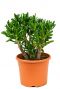 Crassula gollum sukkulente