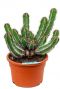 Euphorbia avasmontana Wolfsmilch kaktus