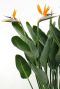Strelitzia reginae