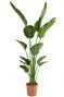 Strelitzia greune zimmerpflanze 1