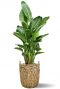 Strelitzia im grosse korb