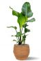 Strelitzia im korb 2