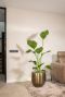 Strelitzia in fabio pot interieur