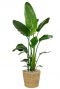 Monstera Siltepecana