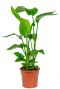 Strelitzia pflanze