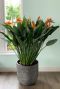 Strelitzia Reginae Zimmerpflanze