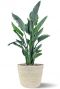 Strelitzia reginae in mand