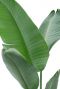 Strelitzia scheuren in blad