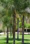 Syagrus romanzoffiana santa catarina gartenpflanze p20