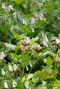 Symphytum grandiflorum gartenpflanze
