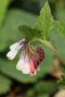 Symphytum grandiflorum p9