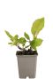 Symphytum grandiflorum pot9