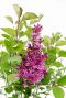 Syringa bloomerang dark purple bloem