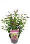 Syringa bloomerang dark purple plant p19