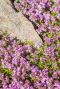 Thymus praecox red carpet gartenpflanze