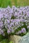 Thymus serpyllum gartenpflanze 1