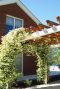 Trachelospermum jasminoides gartenpflanze 1