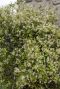Trachelospermum jasminoides star of toscane gardenpflanze