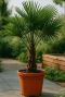 Trachycarpus fortunei-gartenpflanze