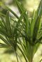 Trachycarpus fortunei frosty gartenpflanze p32