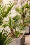 Trachycarpus fortunei gartenpflanze 6777 1