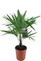 Trachycarpus fortunei p24 1