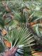 Trachycarpus princeps p26 gartenpflanze