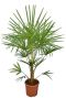Trachycarpus sp