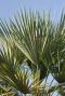 Trachycarpus sp nova gartenpflanze p30