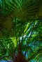 Trachycarpus takil gartenpflanze p26