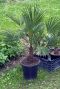 Trachycarpus wagnerianus frosty gartenpflanze p23
