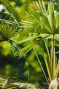 Trachycarpus wagnerianus frosty palm gartenpflanze