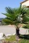 Trachycarpus wagnerianus gartenpflanze p35