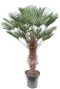 Trachycarpus wagnerianus p40