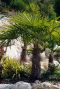Trachycarpus wagnerianus p40 gartenpflanze