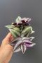 Tradescantia zebra