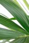 Blatt der Kentia palme Pflanze