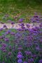 Verbena bonariensis gartenpflanze