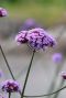 Verbena bonariensis p9