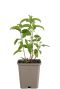 Veroica spicata p9
