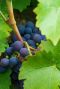 Vitis vinifera plante de jardin
