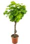 Vitis vinifera tuinplant p32