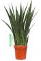 Sansevieria Kirkii  zimmerpflanze