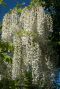 Wisteria alba gartenpflanze p14