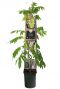 Wisteria floribunda alba plant p23
