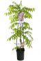 Wisteria floribunda rosea bloem