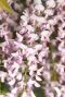 Wisteria floribunda rosea gartenpflanze