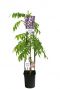 Wisteria sinensis 23cm plant