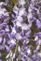 Wisteria sinensis gartenpflanze 23
