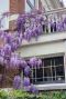 Wisteria sinensis prolific gartenpflanze p14